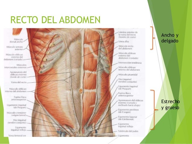 Musculos de la pared anterolateral del abdomen