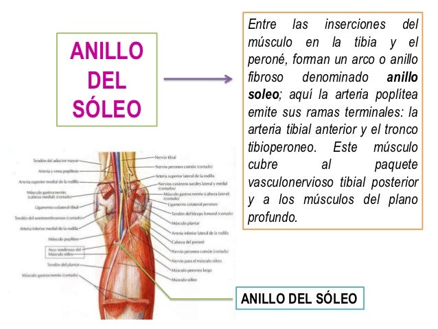 Musculos de la pierna