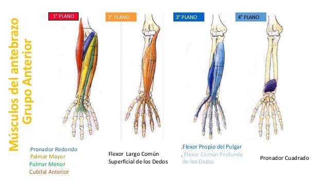 Músculos del brazo y antebrazo