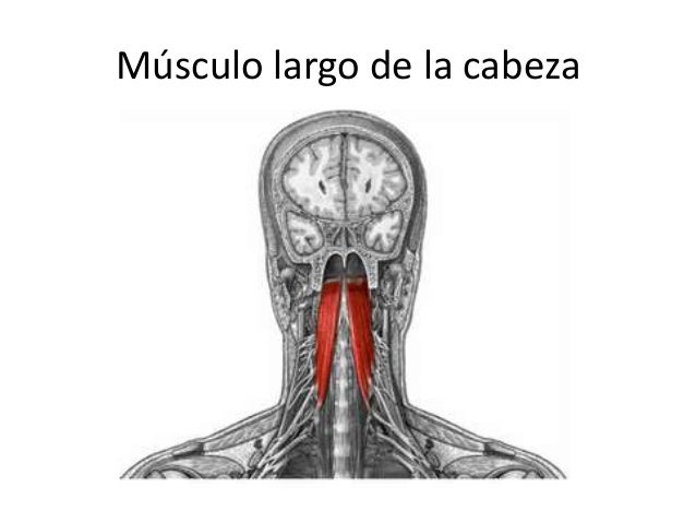 largo cabeza largo cabeza
