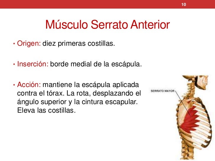 Músculos del miembro superior Músculos del miembro superior
