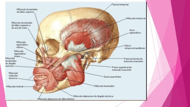 Musculos de la boca