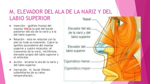 Musculos de la boca