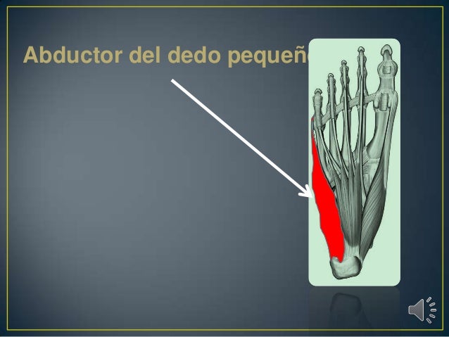 Musculos del pie dra. socorro