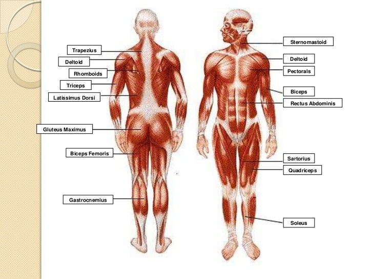 Musculoskeletal system
