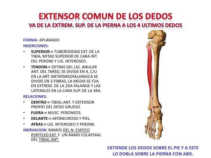 Extensor Comun de Los Dedos Del Pie images Extensor Comun de Los Dedos Del Pie images