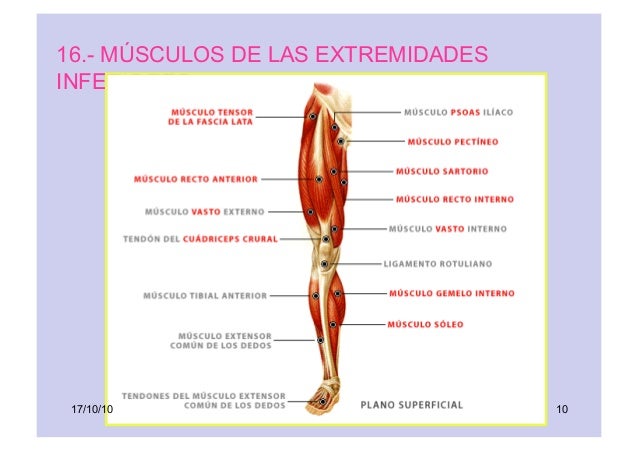 Musculos por zonas 15