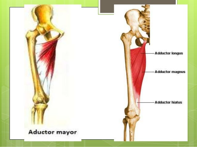 Muslo, region anterior externa e interna