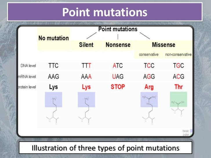 Gallery For > Point Mutation Definition