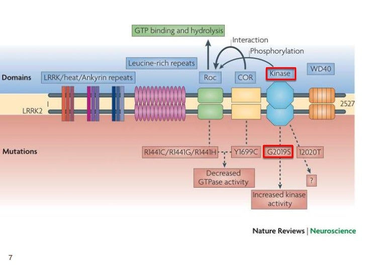 Mutation Lrrk2 Parkinson