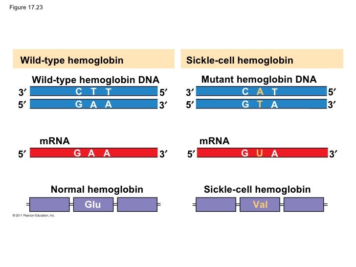 what are the different types of mutation that affects protein production