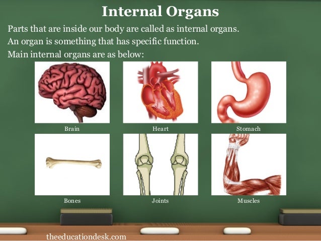 What are my internal and external organs - 10276477 | Meritnation.com