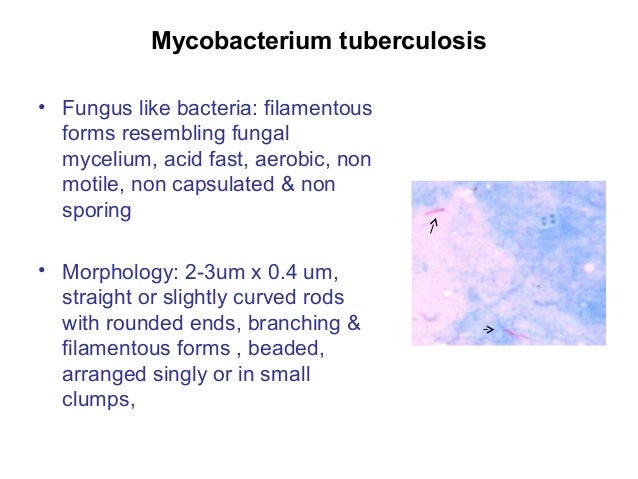 atypical mycobacterium #10
