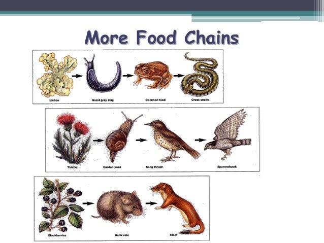 The Food Web For The Asian Golden Cat The Food Web For The Asian Golden Cat