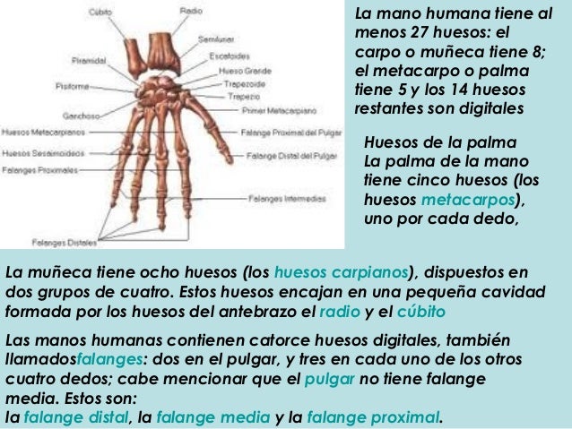 Para Que Sirven Los Huesos Sesamoideos