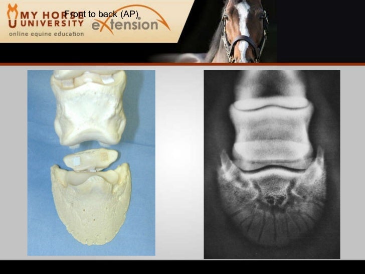 Lameness in the Performance Horse (Rashmir)