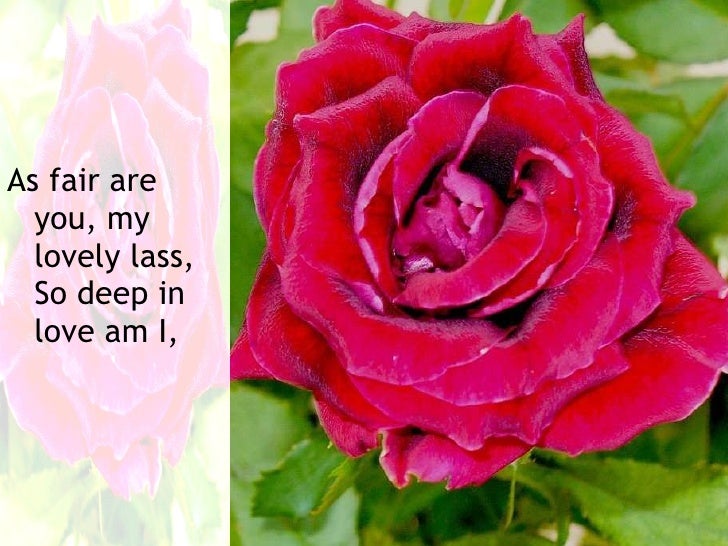 my love is like a red red rose essay My love is like a red, red rose lyrics: oh, my love is like a red, red rose / that's newly sprung in june / oh, my love is like a melody / that's sweetly played in tune / as fair art thou, my bonny lass / sae deep in. my love is like a red red rose essay My love is like a red, red rose lyrics: oh, my love is like a red, red rose / that's newly sprung in june / oh, my love is like a melody / that's sweetly played in tune / as fair art thou, my bonny lass / sae deep in.