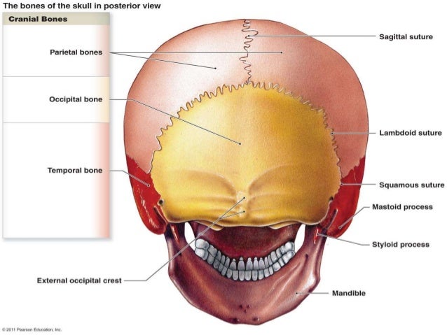 Cervical Plexus Nerves