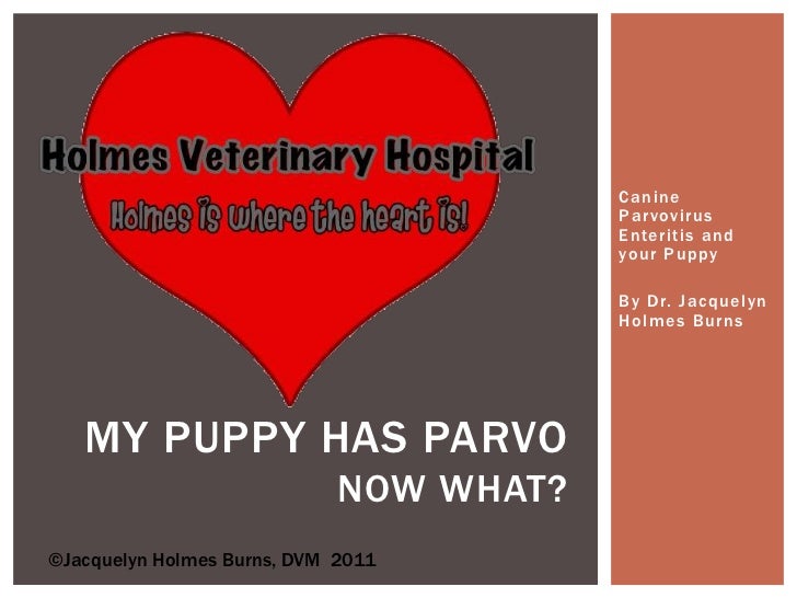 my puppy has parvo my puppy has parvo now what my puppy has parvo my puppy has parvo now what