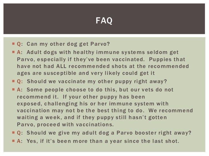 can humans get parvo from dogs my puppy has parvo now what can humans get parvo from dogs my puppy has parvo now what