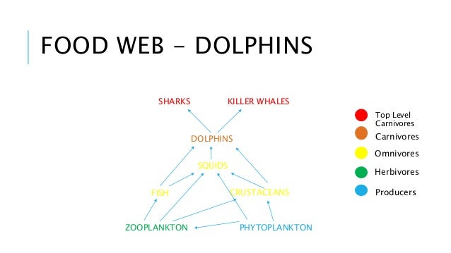 Maui Dolphin Food Chain Maui Dolphin Food Chain