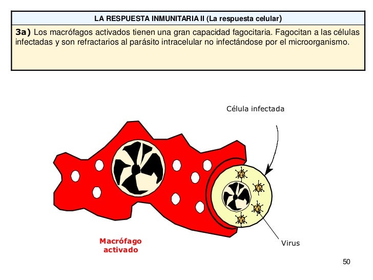 Los antígenes kala sobre la lamblia