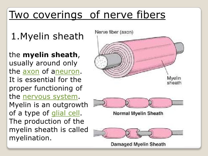 Nerve tissues (mic ana lec)