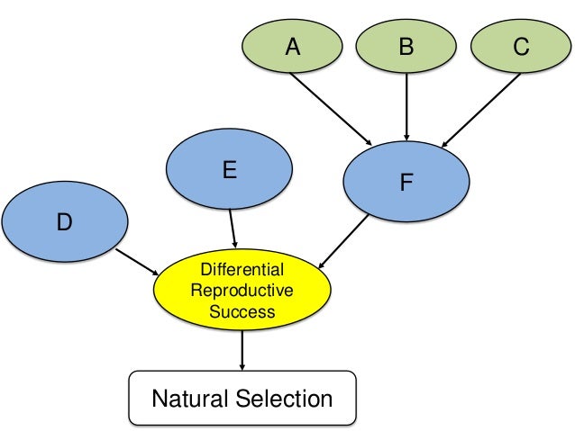 Differential Reproductive Success Natural Selection Differential Reproductive Success Natural Selection