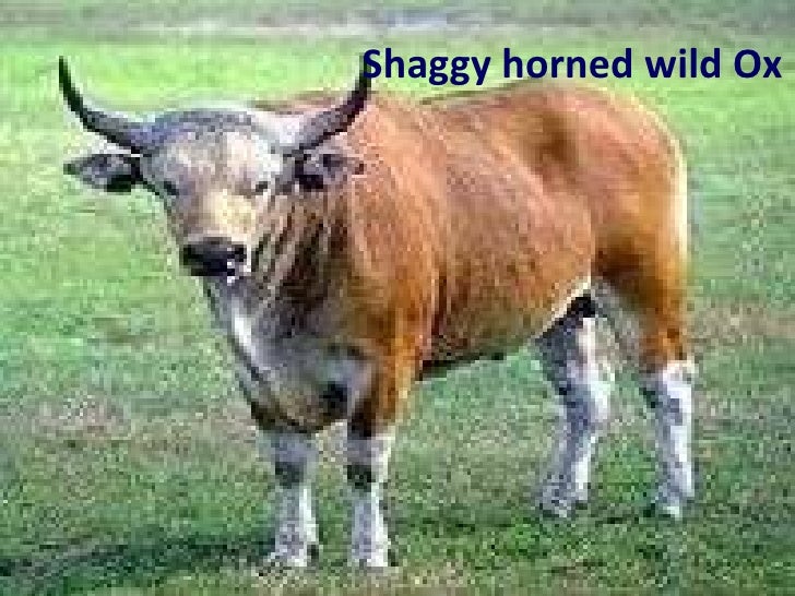 Natural vegetation and wild life 9th