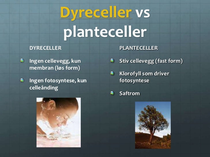 Hvordan Er En Dyrecelle Opbygget
