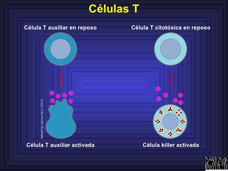 Sistema inmunológico