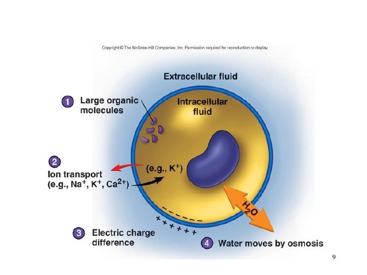 Fluids & Electrolyte