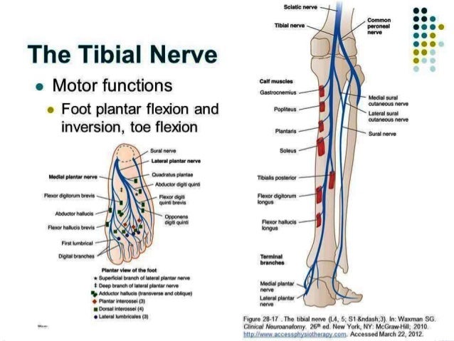 medial plantar nerve