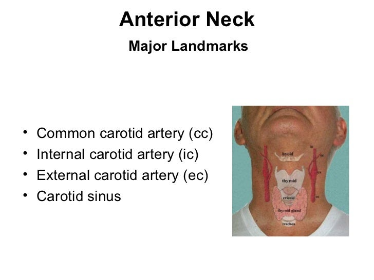 Cervical Nodes