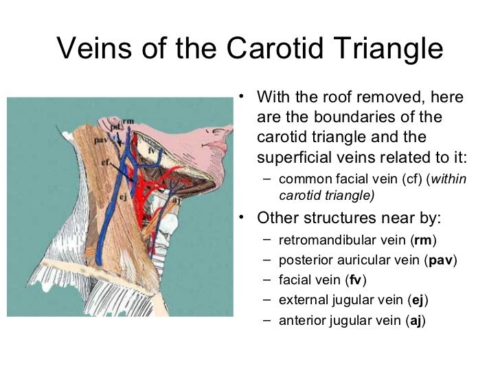 Neck triangles anatomy