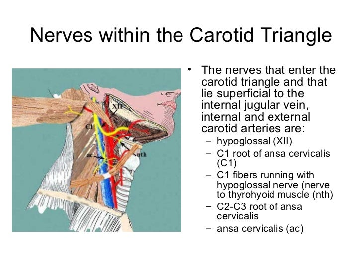 Neck triangles anatomy
