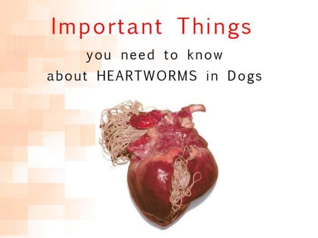 how to tell if your has heartworms need to about heartworms in dogs how to tell if your has heartworms need to about heartworms in dogs