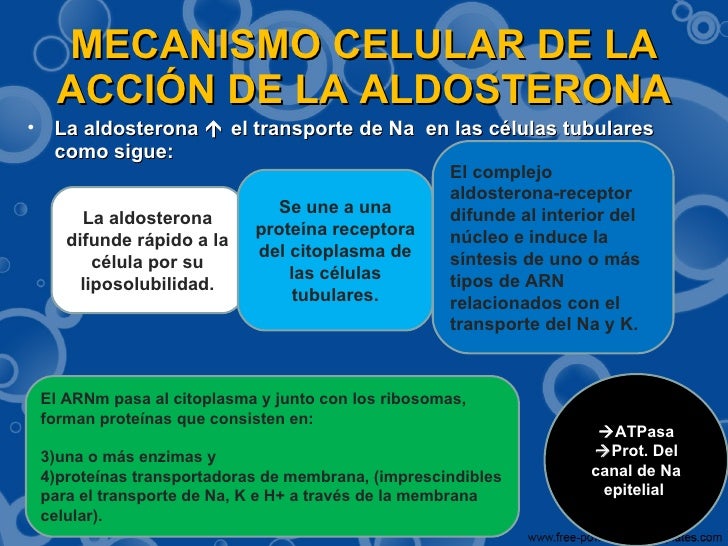 aldosterona y ADH
