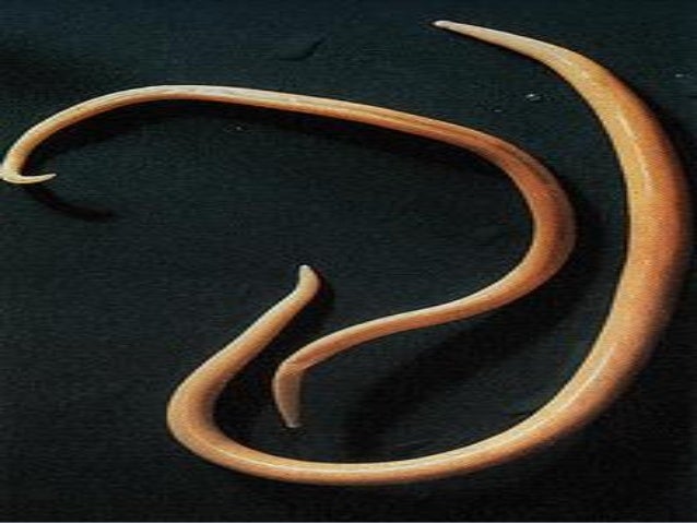 Анкилостома У Кошек Фото Лечение — Фото Картинки