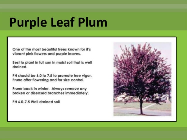 noon turf care fall to winter lawn tree shrub and noon turf care fall to winter lawn tree shrub and