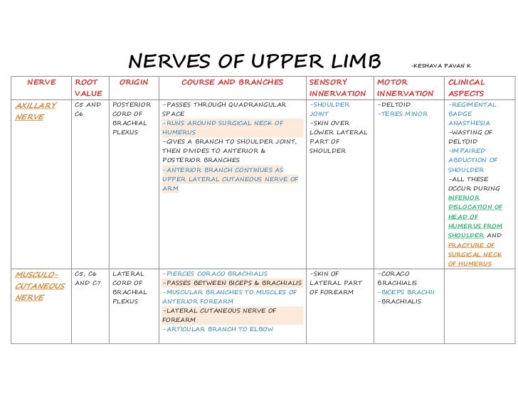 Nerves of upper limb