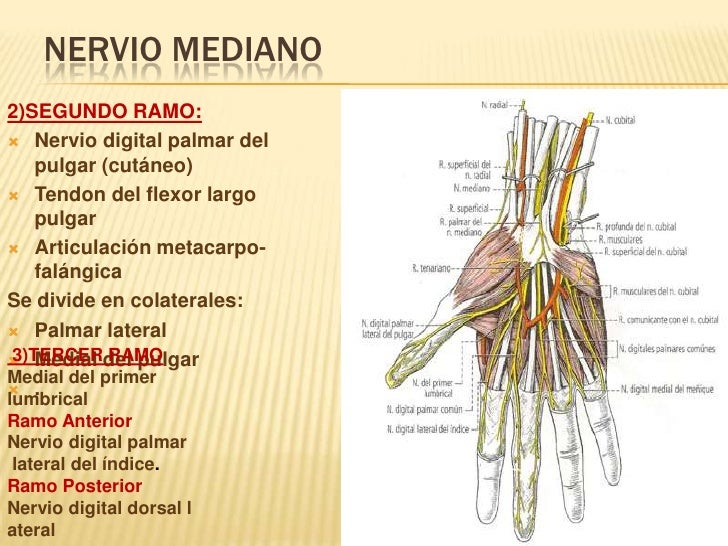 Nervio mediano