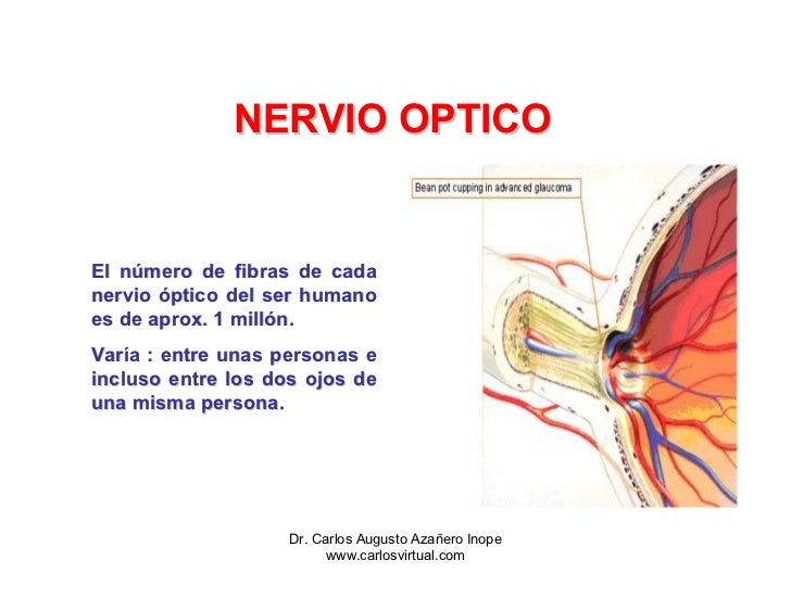 Nervio Optico Fisiologia