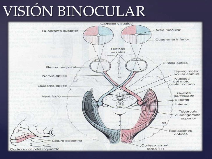Nervio óptico, Vision Binocular,