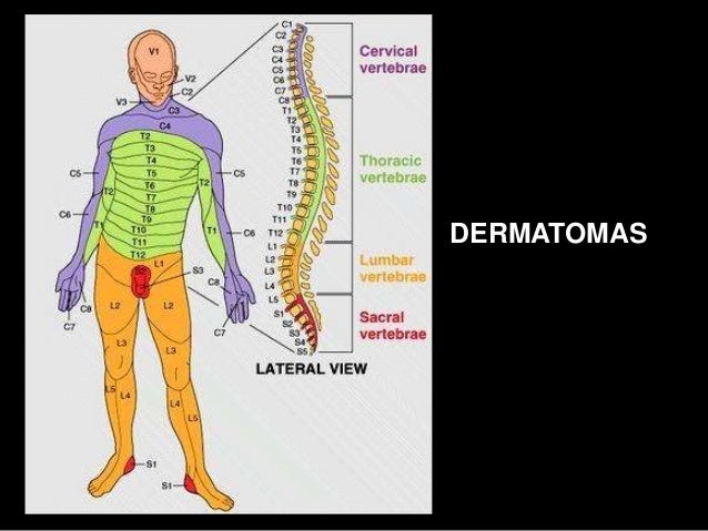 Cuales Son Los 31 Pares Raquideos es.slideshare.net