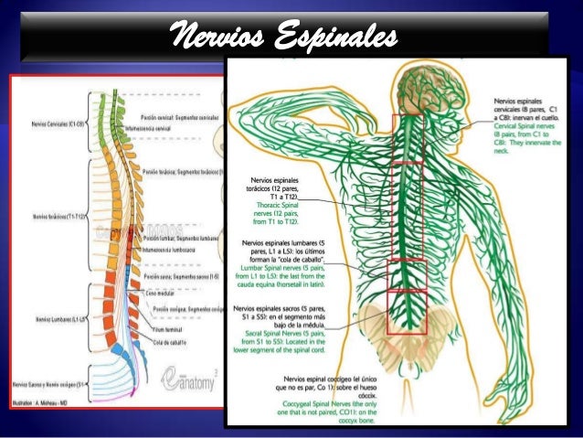 Nervis espinales