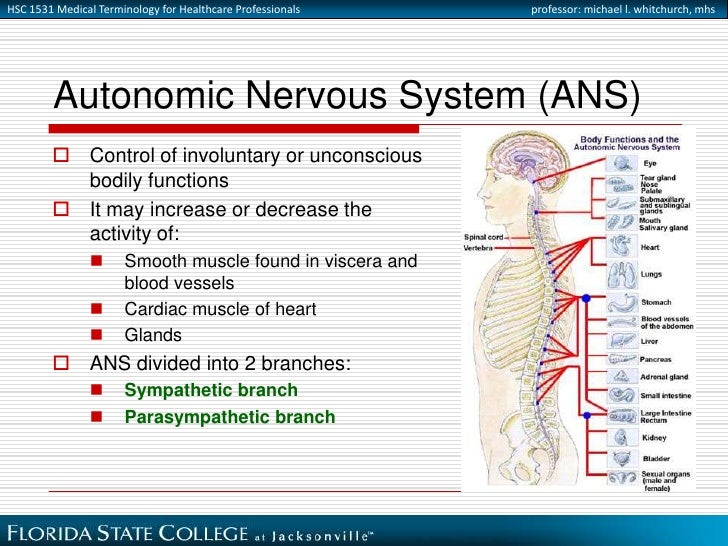 Nervous System