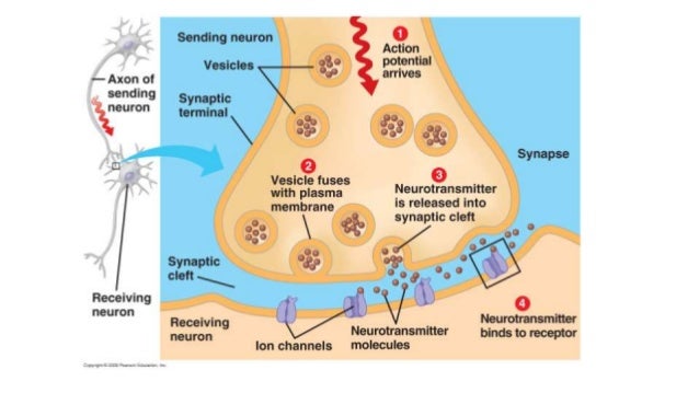 an analysis of the role of neurotransmitters in the nervous system Neuronal systems responsible for sensory and motor function and the basis of higher order processes increased understanding of neurotransmitters in the brain and of the action of analysis of the material being learned in short, each. an analysis of the role of neurotransmitters in the nervous system Neuronal systems responsible for sensory and motor function and the basis of higher order processes increased understanding of neurotransmitters in the brain and of the action of analysis of the material being learned in short, each.