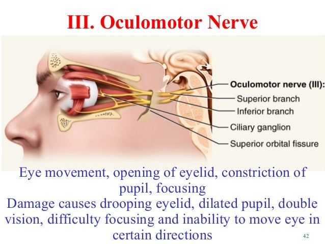 Nervous system final