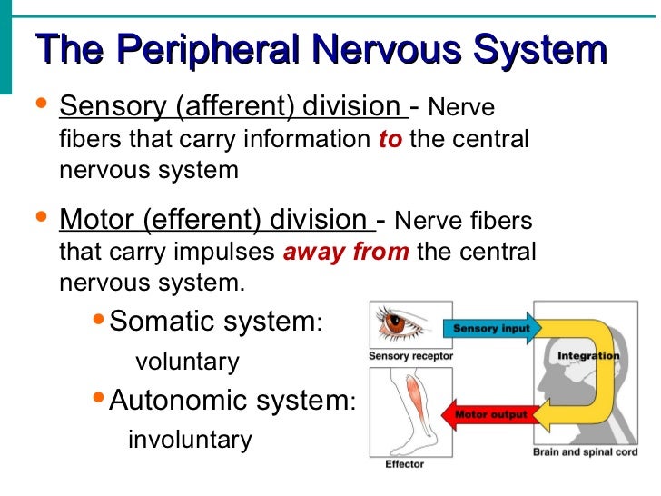 Nervous system notes